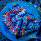 Ultra Acan Coral - Micromussa Lordhowensis - Ultra Acan Frag WYSIWYG Ultra Acan Coral - Micromussa Lordhowensis - Ultra Acan Frag WYSIWYG LPS Coral Ultra Acan Coral - Micromussa Lordhowensis - Ultra Acan Frag WYSIWYG Zeo Box Reef
