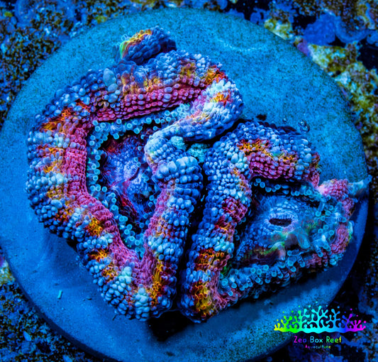 Ultra Acan Coral - Micromussa Lordhowensis - Ultra Acan Frag WYSIWYG Ultra Acan Coral - Micromussa Lordhowensis - Ultra Acan Frag WYSIWYG LPS Coral Ultra Acan Coral - Micromussa Lordhowensis - Ultra Acan Frag WYSIWYG Zeo Box Reef
