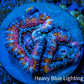 Ultra Acan Coral - Micromussa Lordhowensis - Ultra Acan Frag WYSIWYG Ultra Acan Coral - Micromussa Lordhowensis - Ultra Acan Frag WYSIWYG LPS Coral Ultra Acan Coral - Micromussa Lordhowensis - Ultra Acan Frag WYSIWYG Zeo Box Reef