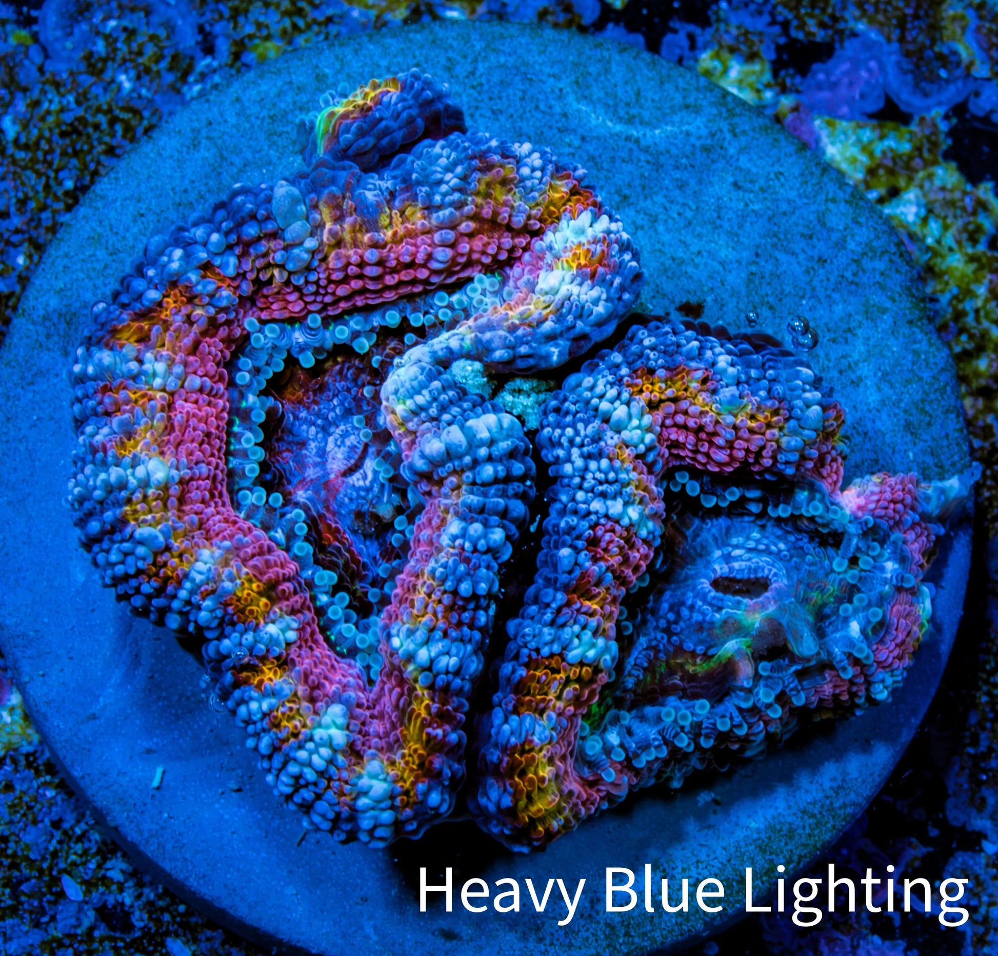 Ultra Acan Coral - Micromussa Lordhowensis - Ultra Acan Frag WYSIWYG Ultra Acan Coral - Micromussa Lordhowensis - Ultra Acan Frag WYSIWYG LPS Coral Ultra Acan Coral - Micromussa Lordhowensis - Ultra Acan Frag WYSIWYG Zeo Box Reef