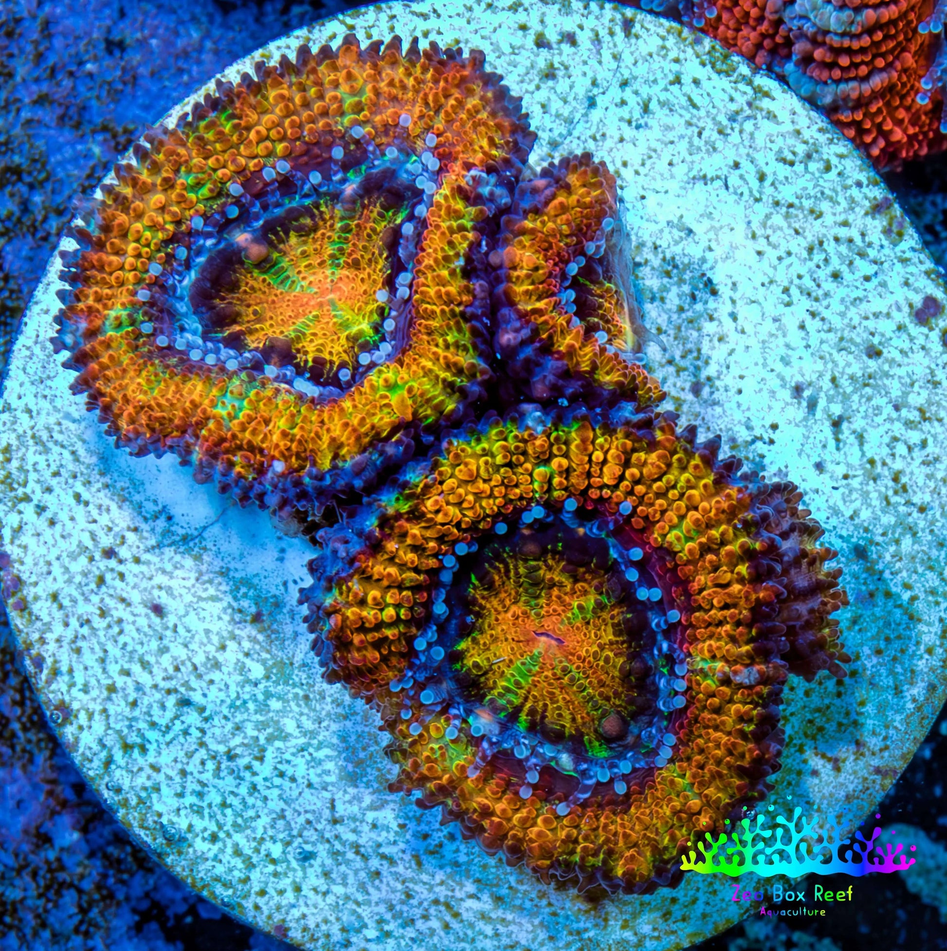 Ultra Acan Coral - Micromussa Lordhowensis - Ultra Acan Frag WYSIWYG Ultra Acan Coral - Micromussa Lordhowensis - Ultra Acan Frag WYSIWYG LPS Coral Ultra Acan Coral - Micromussa Lordhowensis - Ultra Acan Frag WYSIWYG Zeo Box Reef