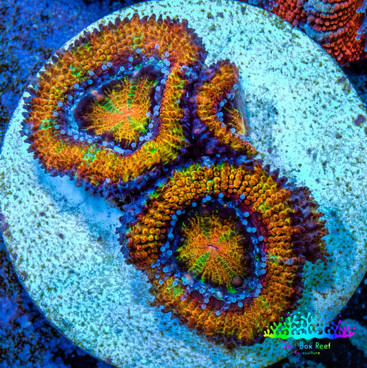 Ultra Acan Coral - Micromussa Lordhowensis - Ultra Acan Frag WYSIWYG Ultra Acan Coral - Micromussa Lordhowensis - Ultra Acan Frag WYSIWYG LPS Coral Ultra Acan Coral - Micromussa Lordhowensis - Ultra Acan Frag WYSIWYG Zeo Box Reef