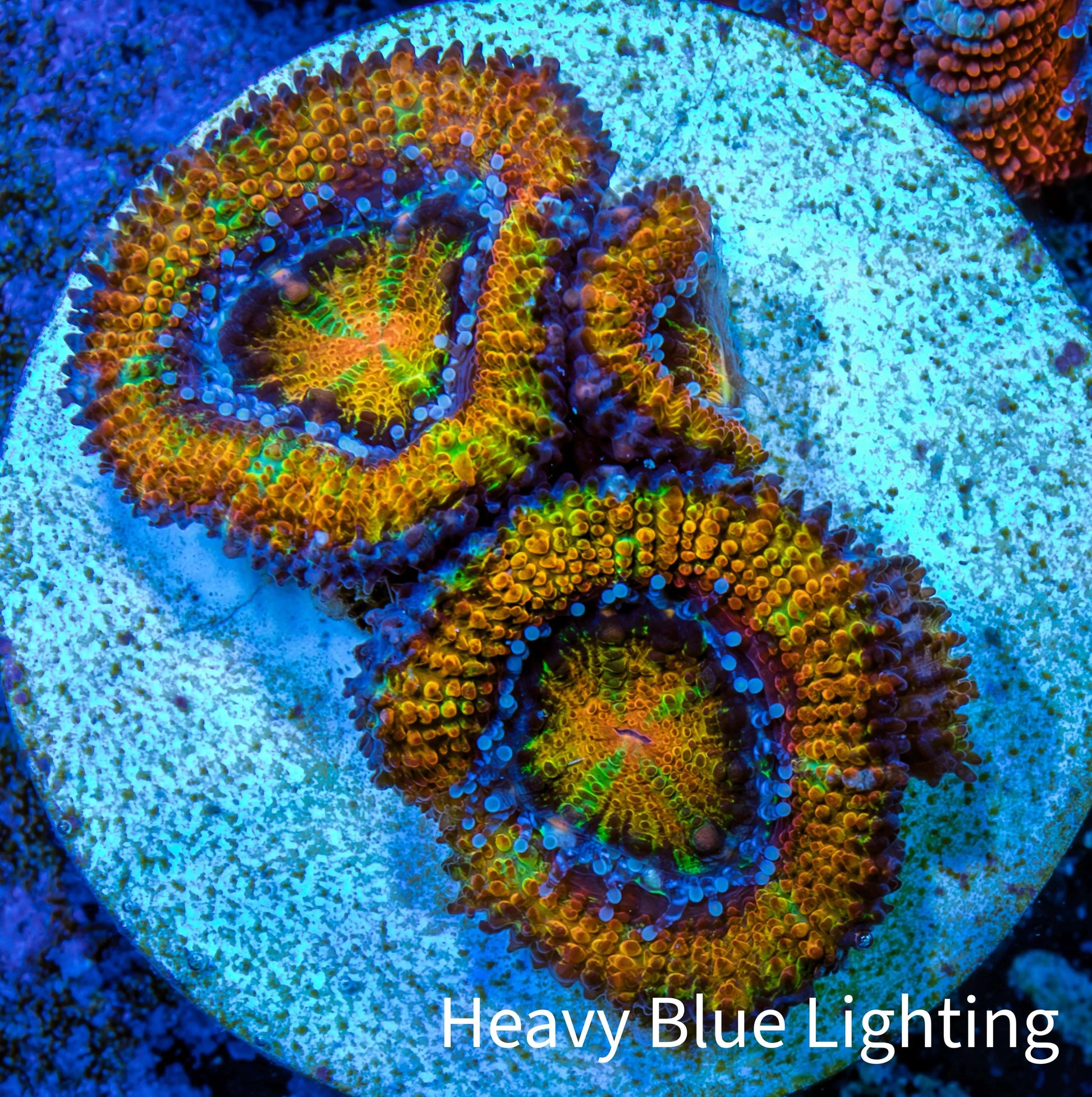 Ultra Acan Coral - Micromussa Lordhowensis - Ultra Acan Frag WYSIWYG Ultra Acan Coral - Micromussa Lordhowensis - Ultra Acan Frag WYSIWYG LPS Coral Ultra Acan Coral - Micromussa Lordhowensis - Ultra Acan Frag WYSIWYG Zeo Box Reef
