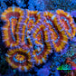 Ultra Acan Coral - Micromussa Lordhowensis - Ultra Rainbow 🌈 Acan Frag WYSIWYG Ultra Acan Coral - Micromussa Lordhowensis - Ultra Rainbow 🌈 Acan Frag WYSIWYG LPS Coral Ultra Acan Coral - Micromussa Lordhowensis - Ultra Rainbow 🌈 Acan Frag WYSIWYG Zeo Box Reef