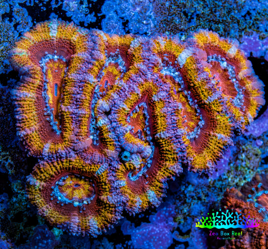 Ultra Acan Coral - Micromussa Lordhowensis - Ultra Rainbow 🌈 Acan Frag WYSIWYG Ultra Acan Coral - Micromussa Lordhowensis - Ultra Rainbow 🌈 Acan Frag WYSIWYG LPS Coral Ultra Acan Coral - Micromussa Lordhowensis - Ultra Rainbow 🌈 Acan Frag WYSIWYG Zeo Box Reef