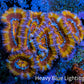 Ultra Acan Coral - Micromussa Lordhowensis - Ultra Rainbow 🌈 Acan Frag WYSIWYG Ultra Acan Coral - Micromussa Lordhowensis - Ultra Rainbow 🌈 Acan Frag WYSIWYG LPS Coral Ultra Acan Coral - Micromussa Lordhowensis - Ultra Rainbow 🌈 Acan Frag WYSIWYG Zeo Box Reef