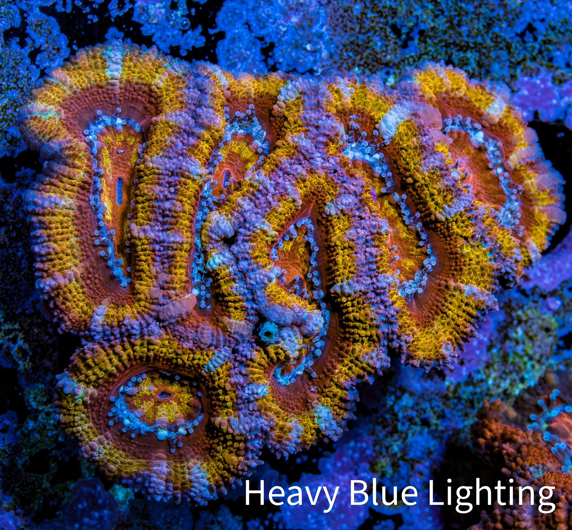 Ultra Acan Coral - Micromussa Lordhowensis - Ultra Rainbow 🌈 Acan Frag WYSIWYG Ultra Acan Coral - Micromussa Lordhowensis - Ultra Rainbow 🌈 Acan Frag WYSIWYG LPS Coral Ultra Acan Coral - Micromussa Lordhowensis - Ultra Rainbow 🌈 Acan Frag WYSIWYG Zeo Box Reef