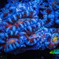 Ultra Acan Coral - Micromussa Lordhowensis - ZBR ❄️♨️ Frostfire Acan Frag Ultra Acan Coral - Micromussa Lordhowensis - ZBR ❄️♨️ Frostfire Acan Frag LPS Coral Ultra Acan Coral - Micromussa Lordhowensis - ZBR ❄️♨️ Frostfire Acan Frag Zeo Box Reef