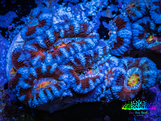 Ultra Acan Coral - Micromussa Lordhowensis - ZBR ❄️♨️ Frostfire Acan Frag Ultra Acan Coral - Micromussa Lordhowensis - ZBR ❄️♨️ Frostfire Acan Frag LPS Coral Ultra Acan Coral - Micromussa Lordhowensis - ZBR ❄️♨️ Frostfire Acan Frag Zeo Box Reef