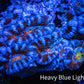 Ultra Acan Coral - Micromussa Lordhowensis - ZBR ❄️♨️ Frostfire Acan Frag Ultra Acan Coral - Micromussa Lordhowensis - ZBR ❄️♨️ Frostfire Acan Frag LPS Coral Ultra Acan Coral - Micromussa Lordhowensis - ZBR ❄️♨️ Frostfire Acan Frag Zeo Box Reef