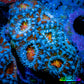 Ultra Acan Coral - Micromussa Lordhowensis - ZBR ❄️♨️ Frostfire Acan Frag Ultra Acan Coral - Micromussa Lordhowensis - ZBR ❄️♨️ Frostfire Acan Frag LPS Coral Ultra Acan Coral - Micromussa Lordhowensis - ZBR ❄️♨️ Frostfire Acan Frag Zeo Box Reef