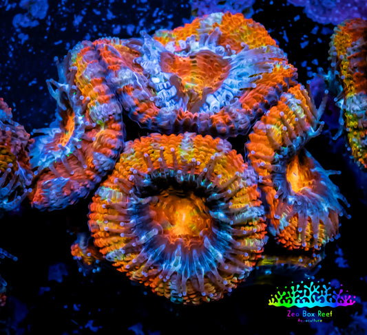 Ultra Acan Coral - Micromussa Lordhowensis - ZBR  🌈  Rainbow Ember Acan Frag WYSIWYG A1R3B1 Ultra Acan Coral - Micromussa Lordhowensis - ZBR  🌈  Rainbow Ember Acan Frag WYSIWYG A1R3B1 LPS Coral Ultra Acan Coral - Micromussa Lordhowensis - ZBR  🌈  Rainbow Ember Acan Frag WYSIWYG A1R3B1 Zeo Box Reef