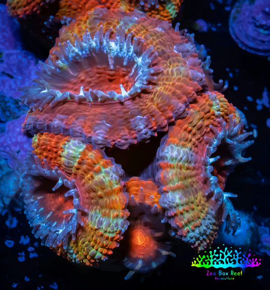 Ultra Acan Coral - Micromussa Lordhowensis - ZBR  🌈  Rainbow Ember Acan Frag WYSIWYG A1R3B1 Ultra Acan Coral - Micromussa Lordhowensis - ZBR  🌈  Rainbow Ember Acan Frag WYSIWYG A1R3B1 LPS Coral Ultra Acan Coral - Micromussa Lordhowensis - ZBR  🌈  Rainbow Ember Acan Frag WYSIWYG A1R3B1 Zeo Box Reef