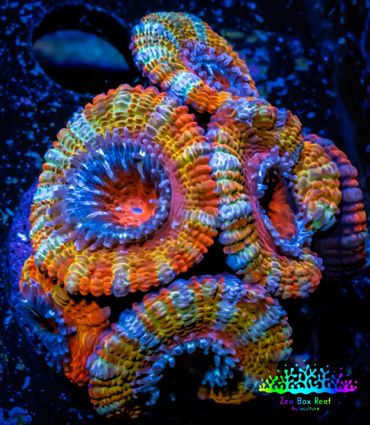 Ultra Acan Coral - Micromussa Lordhowensis - ZBR  🌈  Rainbow Ember Acan Frag WYSIWYG A5R3B1 Ultra Acan Coral - Micromussa Lordhowensis - ZBR  🌈  Rainbow Ember Acan Frag WYSIWYG A5R3B1 LPS Coral Ultra Acan Coral - Micromussa Lordhowensis - ZBR  🌈  Rainbow Ember Acan Frag WYSIWYG A5R3B1 Zeo Box Reef