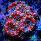 Ultra Acan Coral - Micromussa Lordhowensis -🔥ZBR  Inferno Glow Acan 4cm Ultra Acan Coral - Micromussa Lordhowensis -🔥ZBR  Inferno Glow Acan 4cm LPS Coral Ultra Acan Coral - Micromussa Lordhowensis -🔥ZBR  Inferno Glow Acan 4cm Zeo Box Reef