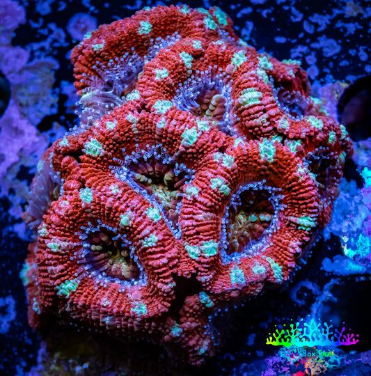 Ultra Acan Coral - Micromussa Lordhowensis -🔥ZBR  Inferno Glow Acan 4cm Ultra Acan Coral - Micromussa Lordhowensis -🔥ZBR  Inferno Glow Acan 4cm LPS Coral Ultra Acan Coral - Micromussa Lordhowensis -🔥ZBR  Inferno Glow Acan 4cm Zeo Box Reef