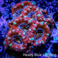 Ultra Acan Coral - Micromussa Lordhowensis -🔥ZBR  Inferno Glow Acan 4cm Ultra Acan Coral - Micromussa Lordhowensis -🔥ZBR  Inferno Glow Acan 4cm LPS Coral Ultra Acan Coral - Micromussa Lordhowensis -🔥ZBR  Inferno Glow Acan 4cm Zeo Box Reef