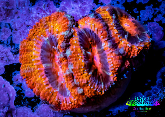 Ultra Acan Coral - Micromussa Lordhowensis - 🐦‍🔥ZBR Pink Phoenix Acan Frag WYSIWYG A2R2B1 Ultra Acan Coral - Micromussa Lordhowensis - 🐦‍🔥ZBR Pink Phoenix Acan Frag WYSIWYG A2R2B1 LPS Coral Ultra Acan Coral - Micromussa Lordhowensis - 🐦‍🔥ZBR Pink Phoenix Acan Frag WYSIWYG A2R2B1 Zeo Box Reef