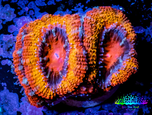 Ultra Acan Coral - Micromussa Lordhowensis - 🐦‍🔥ZBR Pink Phoenix Acan Frag WYSIWYG A3R2B1 Ultra Acan Coral - Micromussa Lordhowensis - 🐦‍🔥ZBR Pink Phoenix Acan Frag WYSIWYG A3R2B1 LPS Coral Ultra Acan Coral - Micromussa Lordhowensis - 🐦‍🔥ZBR Pink Phoenix Acan Frag WYSIWYG A3R2B1 Zeo Box Reef