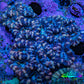 Ultra Acan Coral – Blue - Indigo - Peach  7cm WYSIWYG Ultra Acan Coral – Blue - Indigo - Peach  7cm WYSIWYG LPS Coral Ultra Acan Coral – Blue - Indigo - Peach  7cm WYSIWYG Zeo Box Reef
