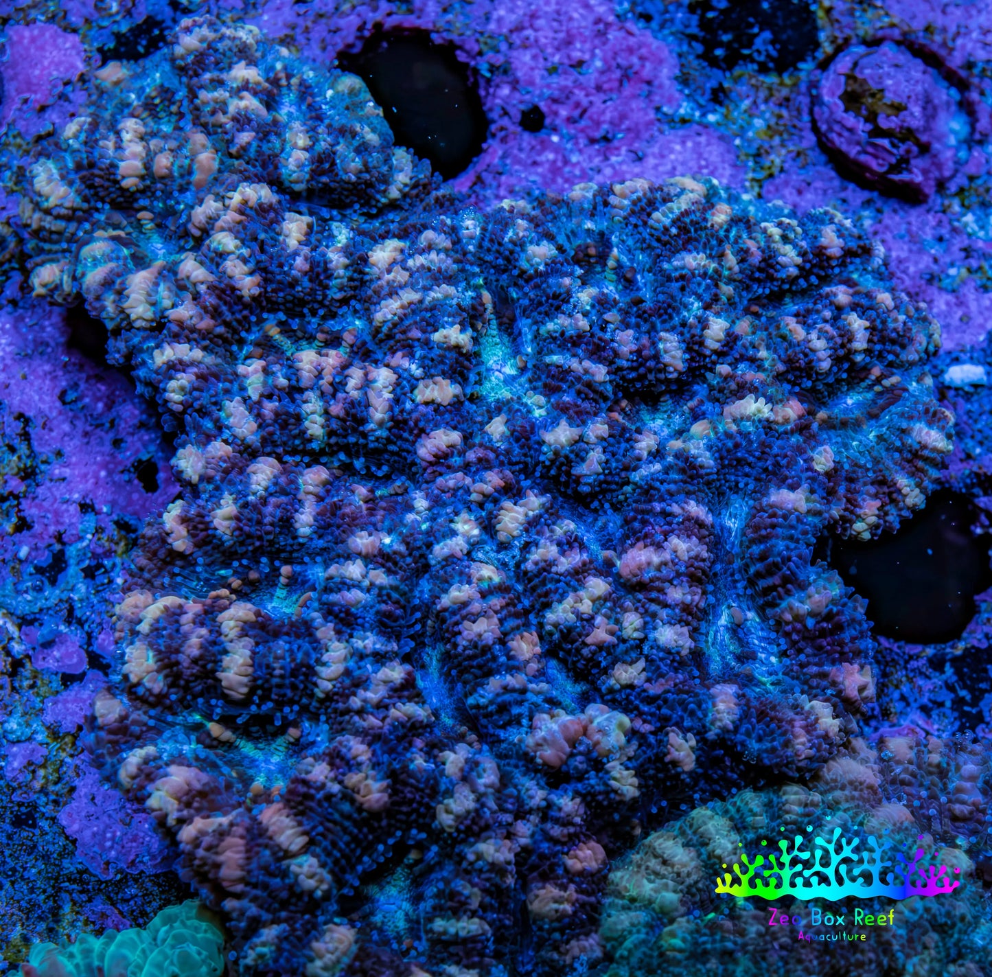 Ultra Acan Coral – Blue - Indigo - Peach  7cm WYSIWYG Ultra Acan Coral – Blue - Indigo - Peach  7cm WYSIWYG LPS Coral Ultra Acan Coral – Blue - Indigo - Peach  7cm WYSIWYG Zeo Box Reef