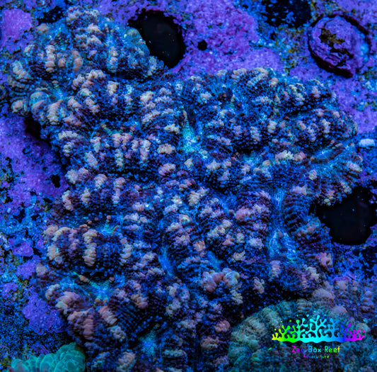 Ultra Acan Coral – Blue - Indigo - Peach  7cm WYSIWYG Ultra Acan Coral – Blue - Indigo - Peach  7cm WYSIWYG LPS Coral Ultra Acan Coral – Blue - Indigo - Peach  7cm WYSIWYG Zeo Box Reef