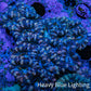 Ultra Acan Coral – Blue - Indigo - Peach  7cm WYSIWYG Ultra Acan Coral – Blue - Indigo - Peach  7cm WYSIWYG LPS Coral Ultra Acan Coral – Blue - Indigo - Peach  7cm WYSIWYG Zeo Box Reef