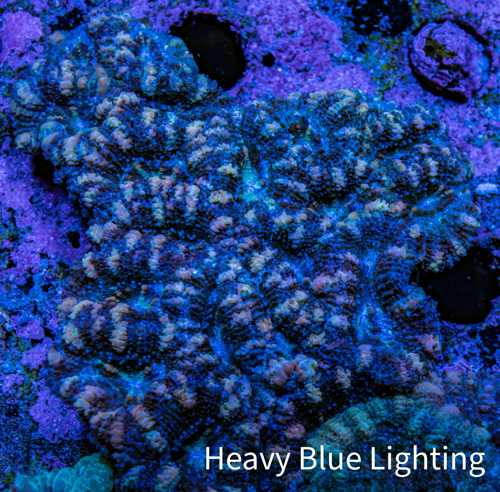 Ultra Acan Coral – Blue - Indigo - Peach  7cm WYSIWYG Ultra Acan Coral – Blue - Indigo - Peach  7cm WYSIWYG LPS Coral Ultra Acan Coral – Blue - Indigo - Peach  7cm WYSIWYG Zeo Box Reef