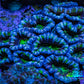 Ultra Acan Coral – Blue & Green 6cm WYSIWYG Ultra Acan Coral – Blue & Green 6cm WYSIWYG LPS Coral Ultra Acan Coral – Blue & Green 6cm WYSIWYG Zeo Box Reef