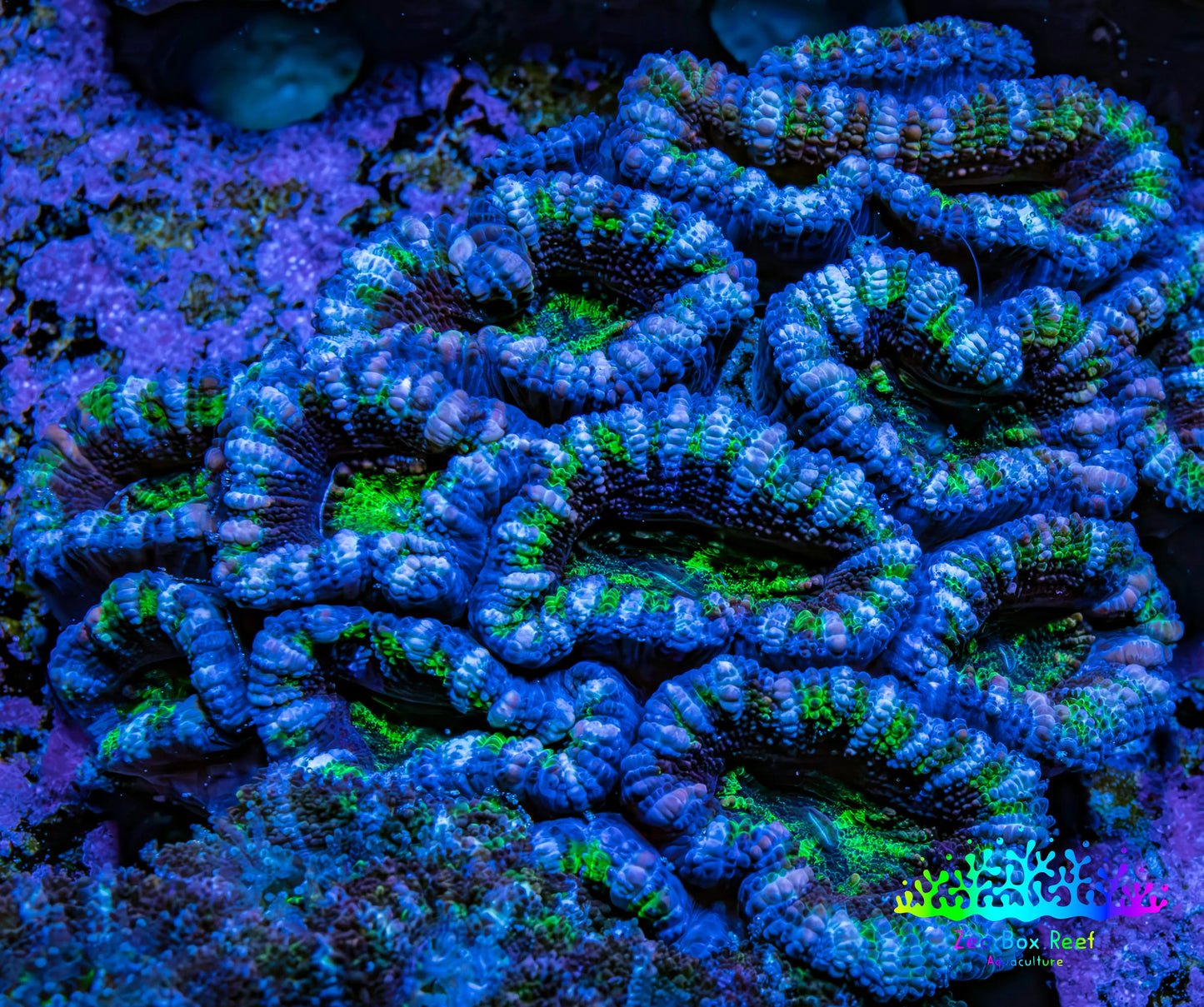 Ultra Acan Coral – Blue & Green 6cm WYSIWYG Ultra Acan Coral – Blue & Green 6cm WYSIWYG LPS Coral Ultra Acan Coral – Blue & Green 6cm WYSIWYG Zeo Box Reef