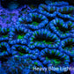 Ultra Acan Coral – Blue & Green 6cm WYSIWYG Ultra Acan Coral – Blue & Green 6cm WYSIWYG LPS Coral Ultra Acan Coral – Blue & Green 6cm WYSIWYG Zeo Box Reef