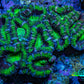 Ultra Acan Coral – Neon Green & Purple 7cm WYSIWYG A2R2B1 Ultra Acan Coral – Neon Green & Purple 7cm WYSIWYG A2R2B1 LPS Coral Ultra Acan Coral – Neon Green & Purple 7cm WYSIWYG A2R2B1 Zeo Box Reef