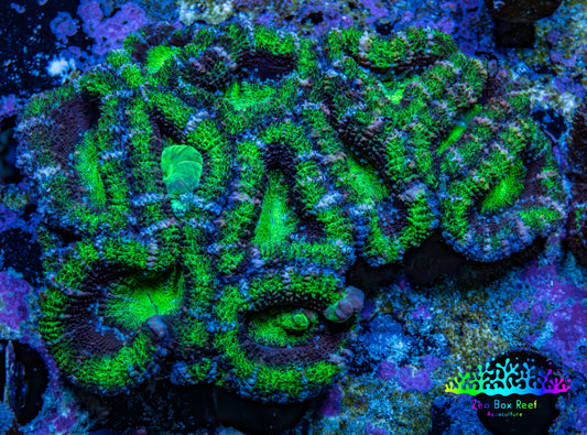 Ultra Acan Coral – Neon Green & Purple 7cm WYSIWYG A2R2B1 Ultra Acan Coral – Neon Green & Purple 7cm WYSIWYG A2R2B1 LPS Coral Ultra Acan Coral – Neon Green & Purple 7cm WYSIWYG A2R2B1 Zeo Box Reef