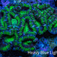Ultra Acan Coral – Neon Green & Purple 7cm WYSIWYG A2R2B1 Ultra Acan Coral – Neon Green & Purple 7cm WYSIWYG A2R2B1 LPS Coral Ultra Acan Coral – Neon Green & Purple 7cm WYSIWYG A2R2B1 Zeo Box Reef