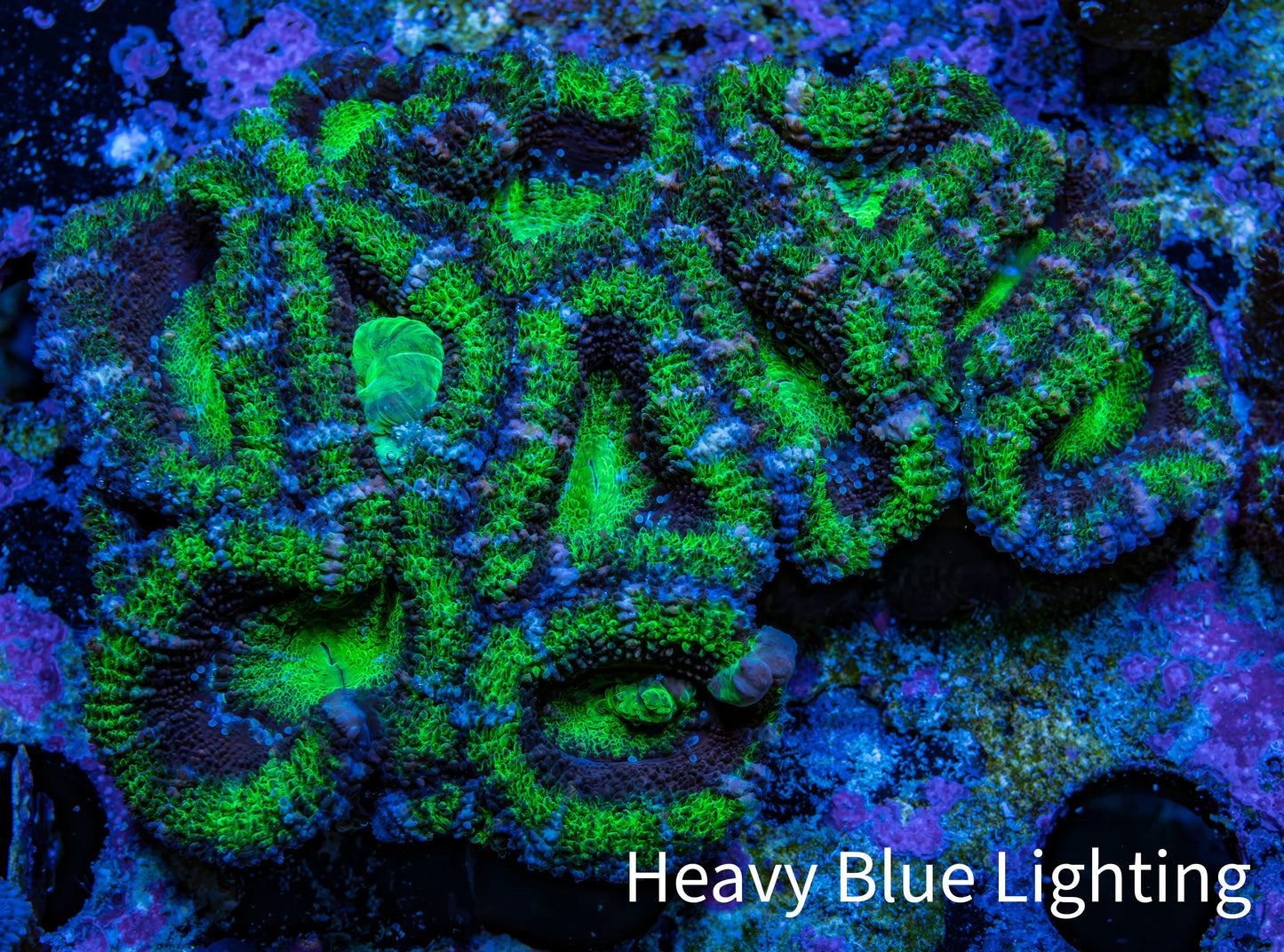 Ultra Acan Coral – Neon Green & Purple 7cm WYSIWYG A2R2B1 Ultra Acan Coral – Neon Green & Purple 7cm WYSIWYG A2R2B1 LPS Coral Ultra Acan Coral – Neon Green & Purple 7cm WYSIWYG A2R2B1 Zeo Box Reef