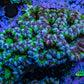 Ultra Acan Coral – Neon Green with Purple & Blue 7cm WYSIWYG A1R2B1 Ultra Acan Coral – Neon Green with Purple & Blue 7cm WYSIWYG A1R2B1 LPS Coral Ultra Acan Coral – Neon Green with Purple & Blue 7cm WYSIWYG A1R2B1 Zeo Box Reef