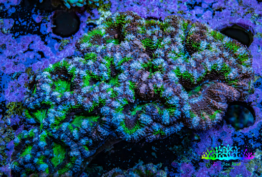 Ultra Acan Coral – Neon Green with Purple & Blue 7cm WYSIWYG A1R2B1 Ultra Acan Coral – Neon Green with Purple & Blue 7cm WYSIWYG A1R2B1 LPS Coral Ultra Acan Coral – Neon Green with Purple & Blue 7cm WYSIWYG A1R2B1 Zeo Box Reef