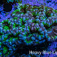 Ultra Acan Coral – Neon Green with Purple & Blue 7cm WYSIWYG A1R2B1 Ultra Acan Coral – Neon Green with Purple & Blue 7cm WYSIWYG A1R2B1 LPS Coral Ultra Acan Coral – Neon Green with Purple & Blue 7cm WYSIWYG A1R2B1 Zeo Box Reef