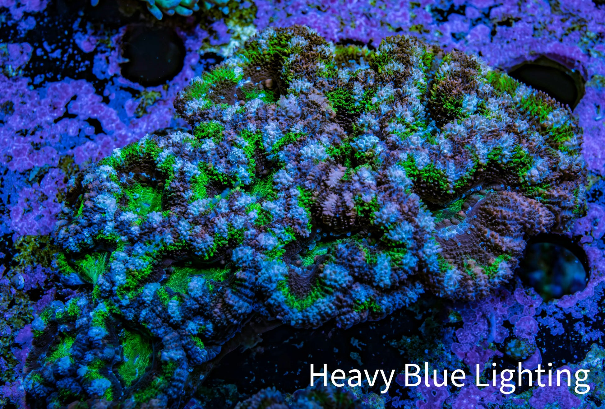 Ultra Acan Coral – Neon Green with Purple & Blue 7cm WYSIWYG A1R2B1 Ultra Acan Coral – Neon Green with Purple & Blue 7cm WYSIWYG A1R2B1 LPS Coral Ultra Acan Coral – Neon Green with Purple & Blue 7cm WYSIWYG A1R2B1 Zeo Box Reef
