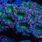 Ultra Acan Coral – Neon Green with Purple & Blue 7cm WYSIWYG Ultra Acan Coral – Neon Green with Purple & Blue 7cm WYSIWYG LPS Coral Ultra Acan Coral – Neon Green with Purple & Blue 7cm WYSIWYG Zeo Box Reef