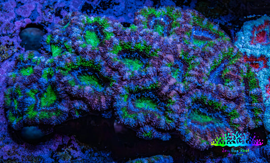 Ultra Acan Coral – Neon Green with Purple & Blue 7cm WYSIWYG Ultra Acan Coral – Neon Green with Purple & Blue 7cm WYSIWYG LPS Coral Ultra Acan Coral – Neon Green with Purple & Blue 7cm WYSIWYG Zeo Box Reef