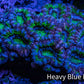 Ultra Acan Coral – Neon Green with Purple & Blue 7cm WYSIWYG Ultra Acan Coral – Neon Green with Purple & Blue 7cm WYSIWYG LPS Coral Ultra Acan Coral – Neon Green with Purple & Blue 7cm WYSIWYG Zeo Box Reef
