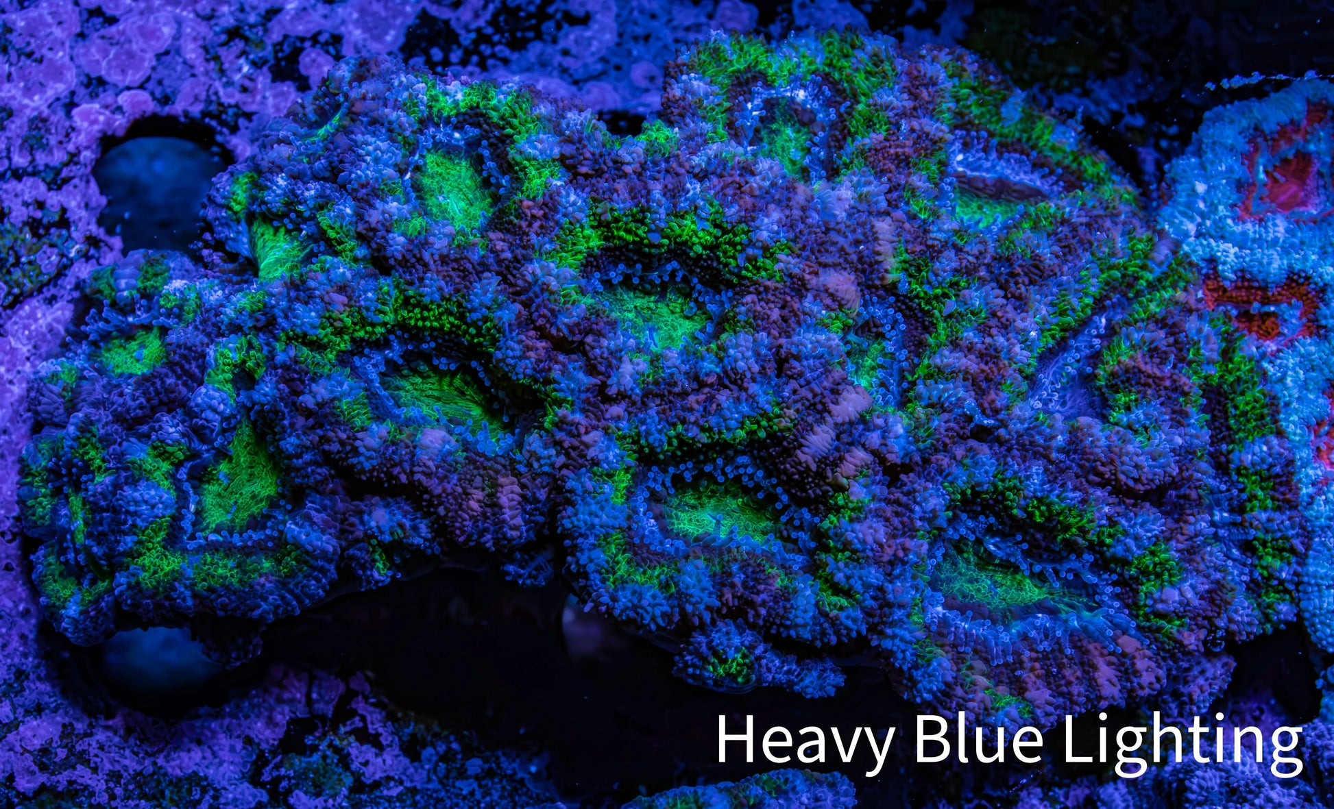 Ultra Acan Coral – Neon Green with Purple & Blue 7cm WYSIWYG Ultra Acan Coral – Neon Green with Purple & Blue 7cm WYSIWYG LPS Coral Ultra Acan Coral – Neon Green with Purple & Blue 7cm WYSIWYG Zeo Box Reef