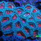 Ultra Acan Coral – Teal & Red 6cm WYSIWYG Ultra Acan Coral – Teal & Red 6cm WYSIWYG LPS Coral Ultra Acan Coral – Teal & Red 6cm WYSIWYG Zeo Box Reef