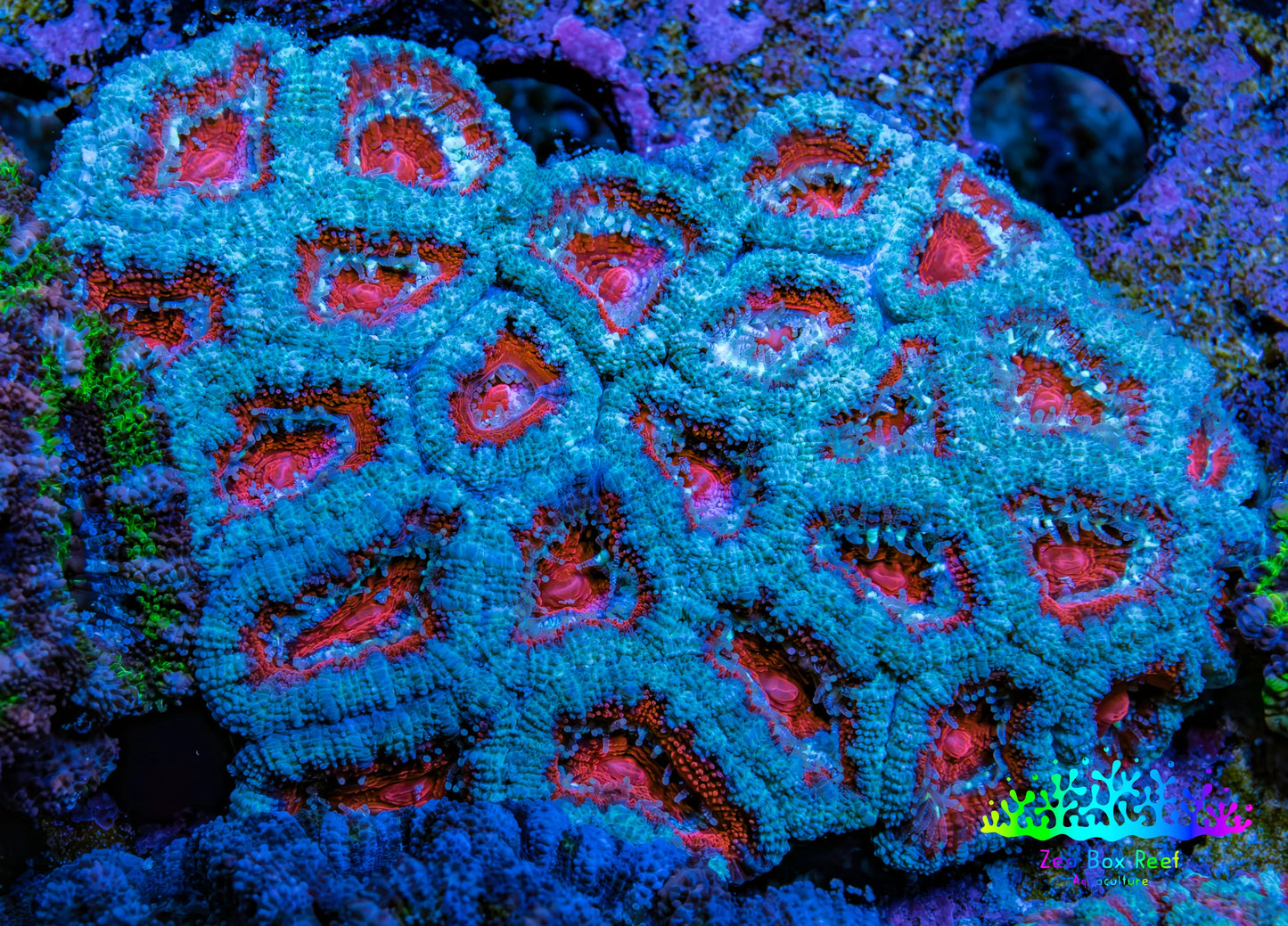 Ultra Acan Coral – Teal & Red 6cm WYSIWYG Ultra Acan Coral – Teal & Red 6cm WYSIWYG LPS Coral Ultra Acan Coral – Teal & Red 6cm WYSIWYG Zeo Box Reef
