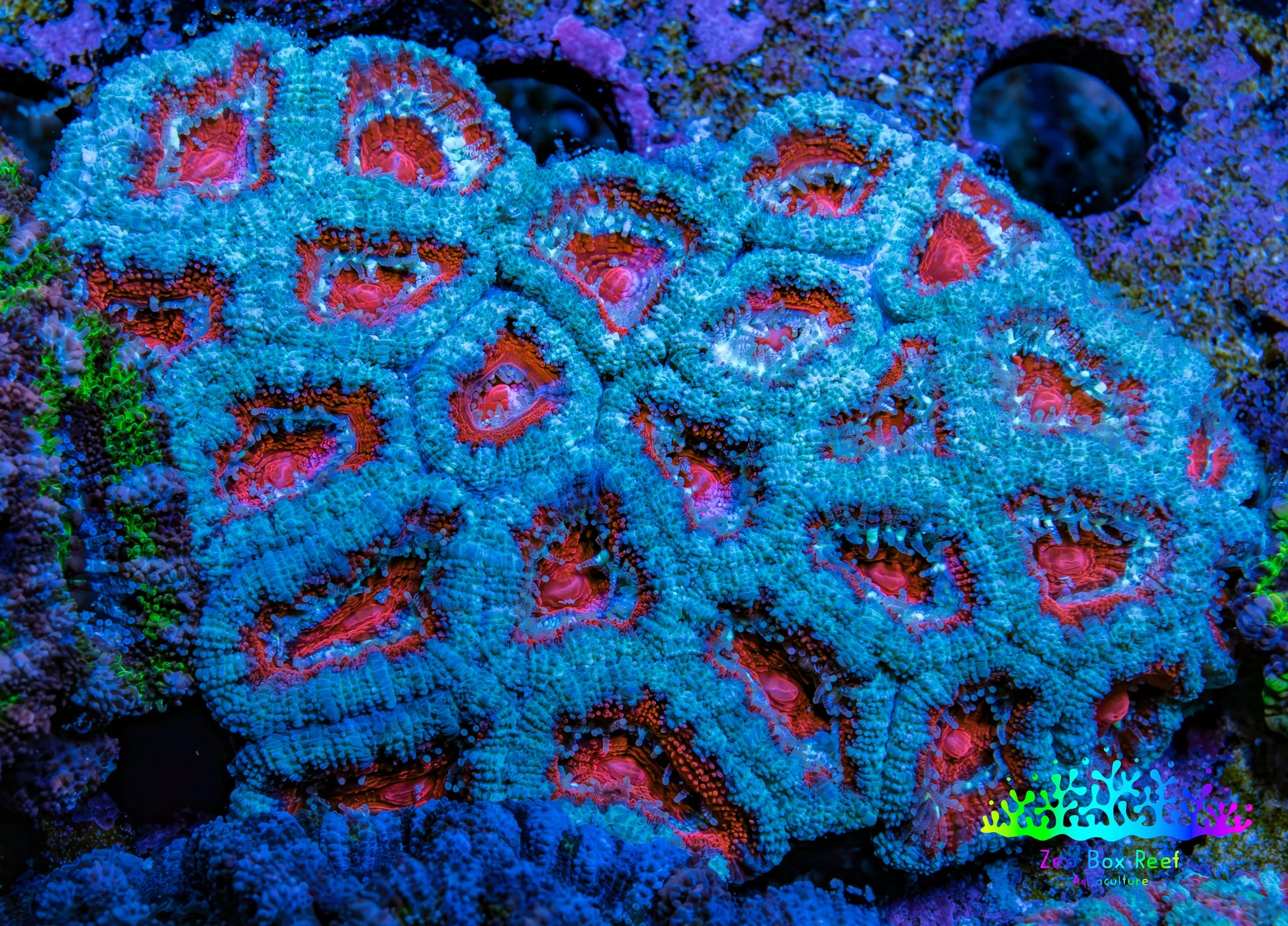 Ultra Acan Coral – Teal & Red 6cm WYSIWYG Ultra Acan Coral – Teal & Red 6cm WYSIWYG LPS Coral Ultra Acan Coral – Teal & Red 6cm WYSIWYG Zeo Box Reef