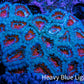 Ultra Acan Coral – Teal & Red 6cm WYSIWYG Ultra Acan Coral – Teal & Red 6cm WYSIWYG LPS Coral Ultra Acan Coral – Teal & Red 6cm WYSIWYG Zeo Box Reef