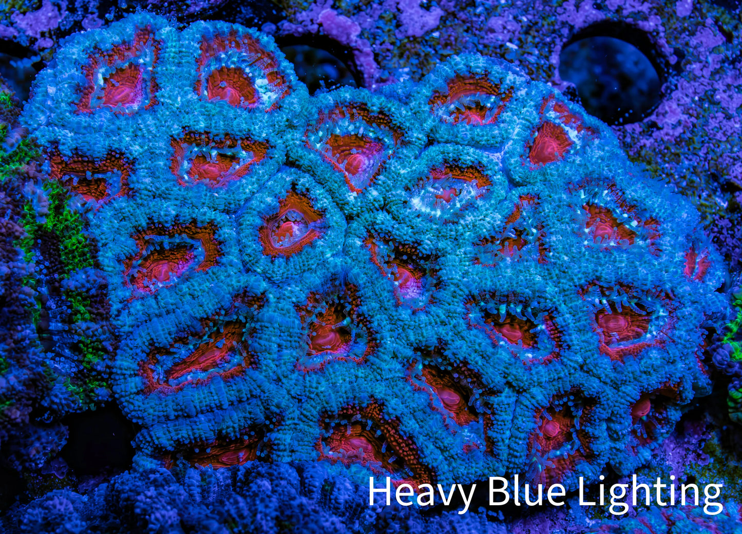 Ultra Acan Coral – Teal & Red 6cm WYSIWYG Ultra Acan Coral – Teal & Red 6cm WYSIWYG LPS Coral Ultra Acan Coral – Teal & Red 6cm WYSIWYG Zeo Box Reef