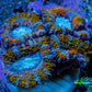 Ultra Acan Frag  WYSIWYG A1R3B1 Ultra Acan Frag  WYSIWYG A1R3B1 LPS Coral Ultra Acan Frag  WYSIWYG A1R3B1 Zeo Box Reef