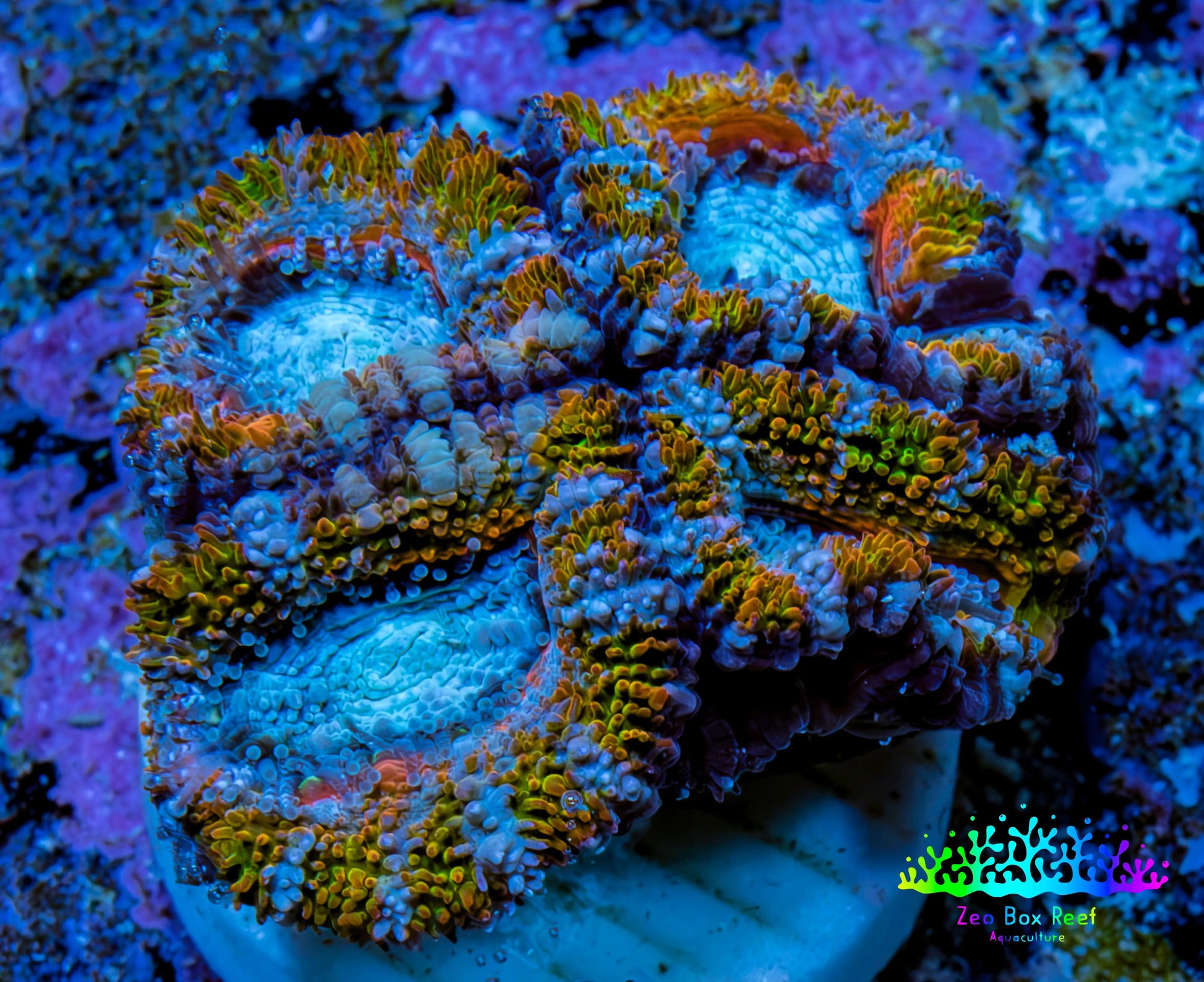 Ultra Acan Frag  WYSIWYG A1R3B1 Ultra Acan Frag  WYSIWYG A1R3B1 LPS Coral Ultra Acan Frag  WYSIWYG A1R3B1 Zeo Box Reef